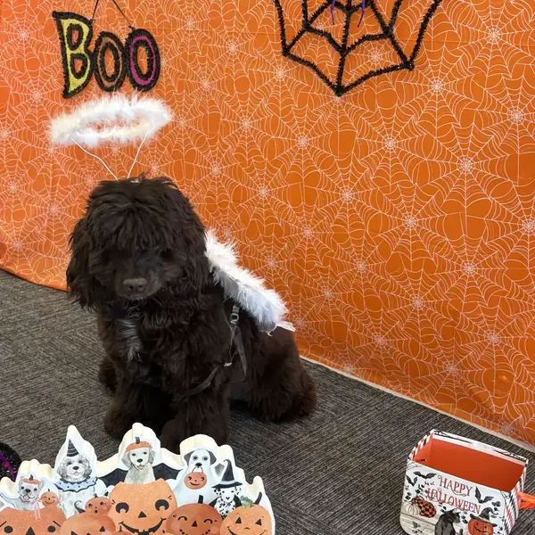 Happy overnight boarder at K9 Rox Club